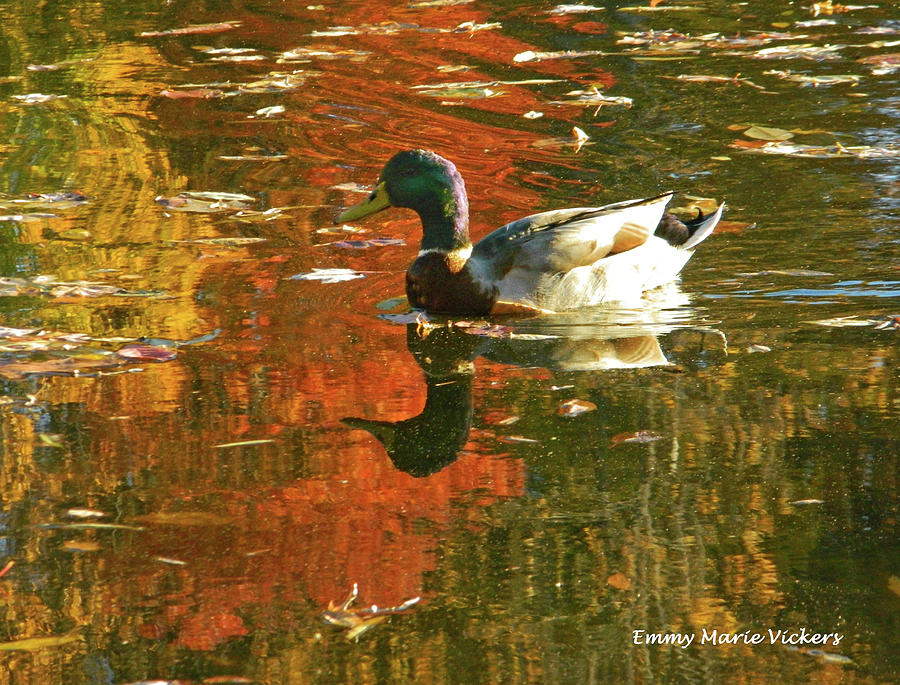 Mallard Duck In The Fall Photograph