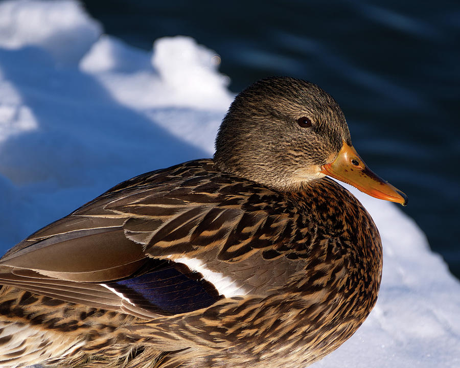 Mallard Duck in WInter Photograph by Flinn Hackett