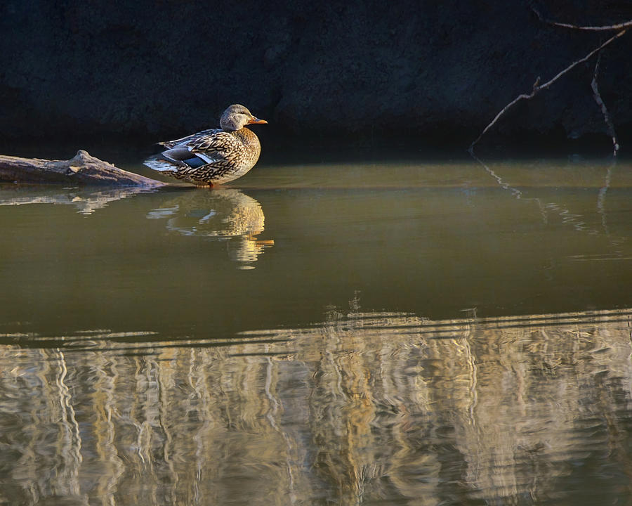 Mallard Duck - Into the Sun Photograph by Nikolyn McDonald