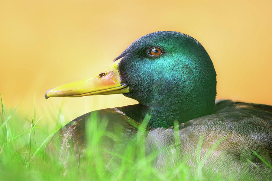 Mallard Duck  Photograph by Jordan Hill