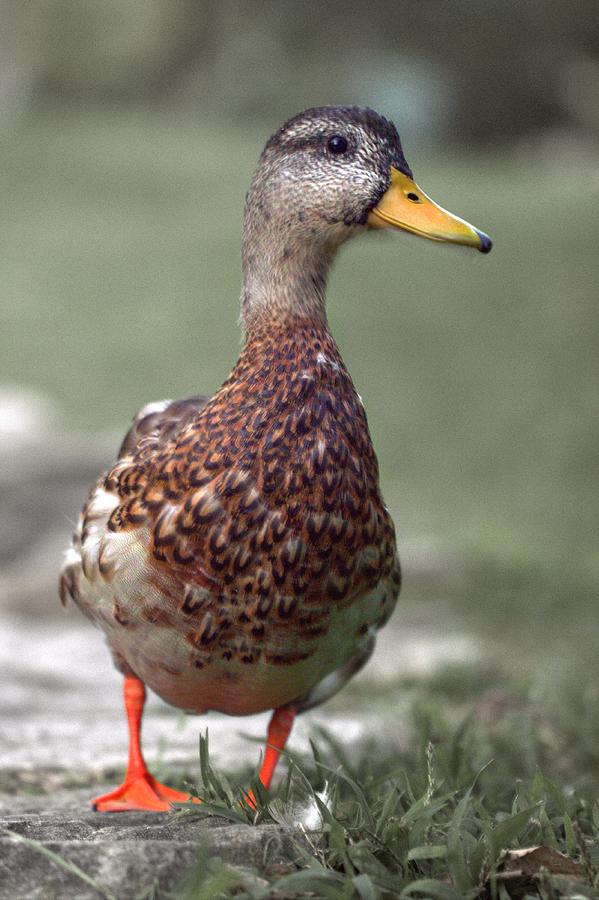 Mallard Duck Photograph by Joseph Skompski