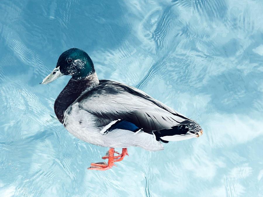 Mallard Duck Digital Art by Kathleen Boyles