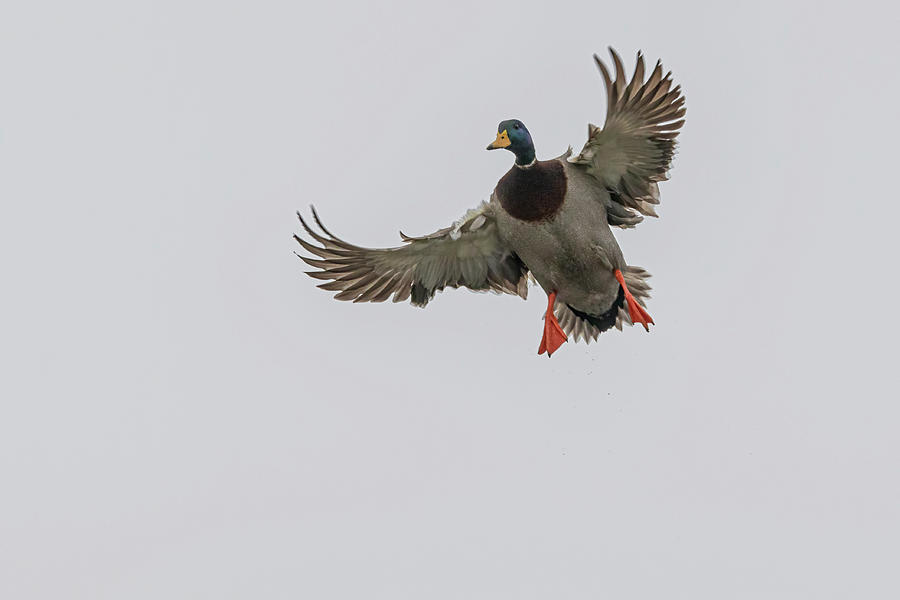 Mallard Duck Landing Approach Photograph by Bob Decker