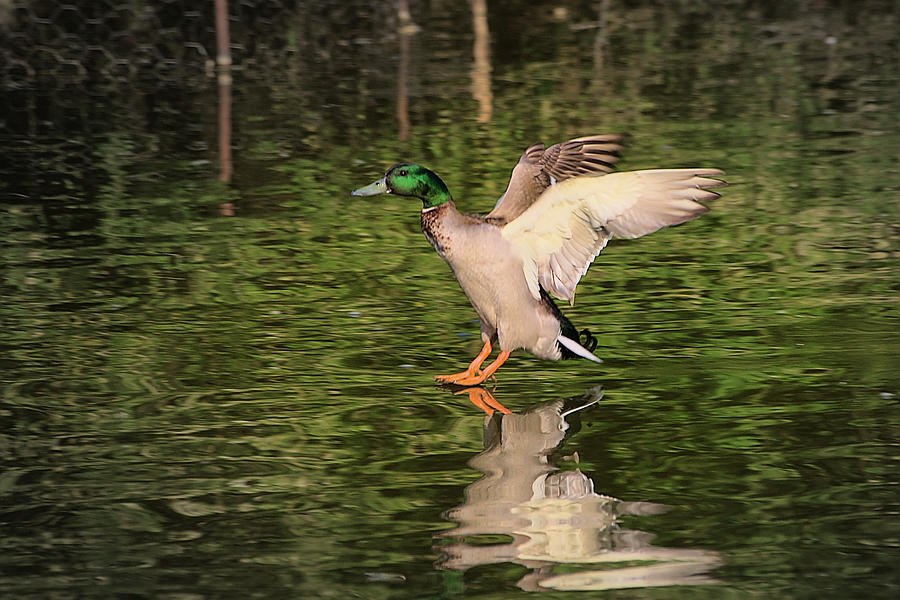 Mallard Duck Landing on Water Photograph by Jeremy Hayden