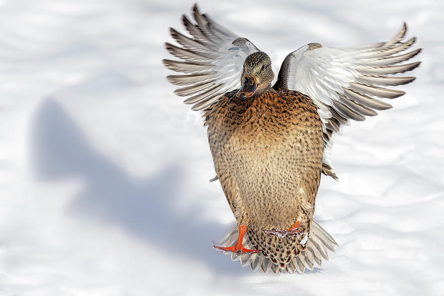 Mallard Duck Landing Photograph by Susan Candelario