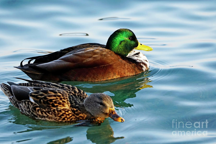 Mallard Duck Like None Other Photograph by Charline Xia