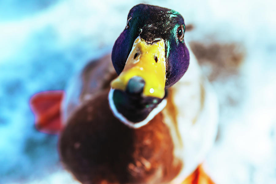 Mallard Duck Looking Up Photograph by Jeanette Fellows