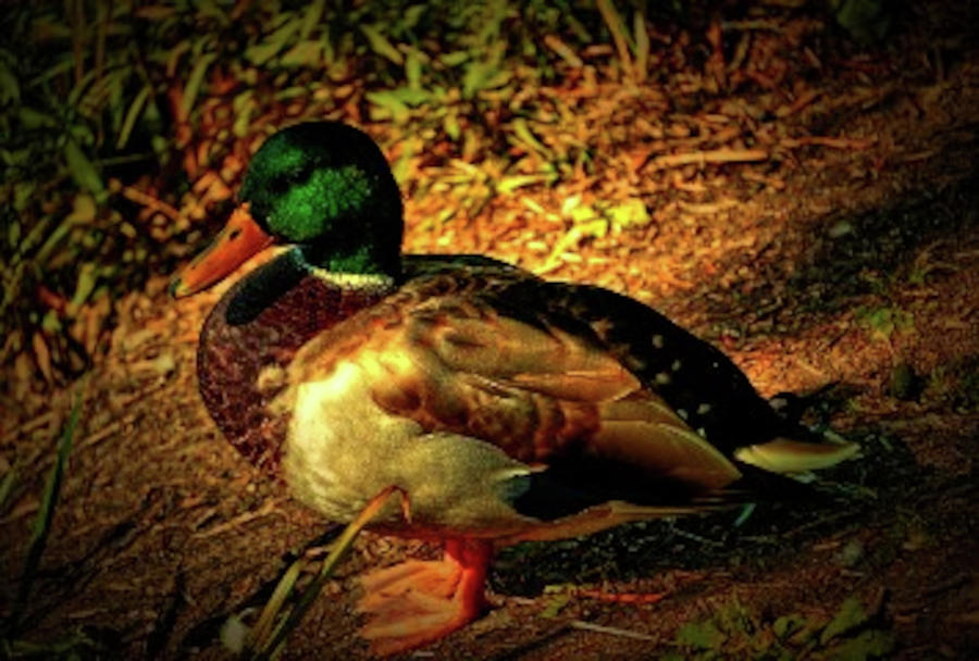 Mallard Duck - Male 2 Photograph