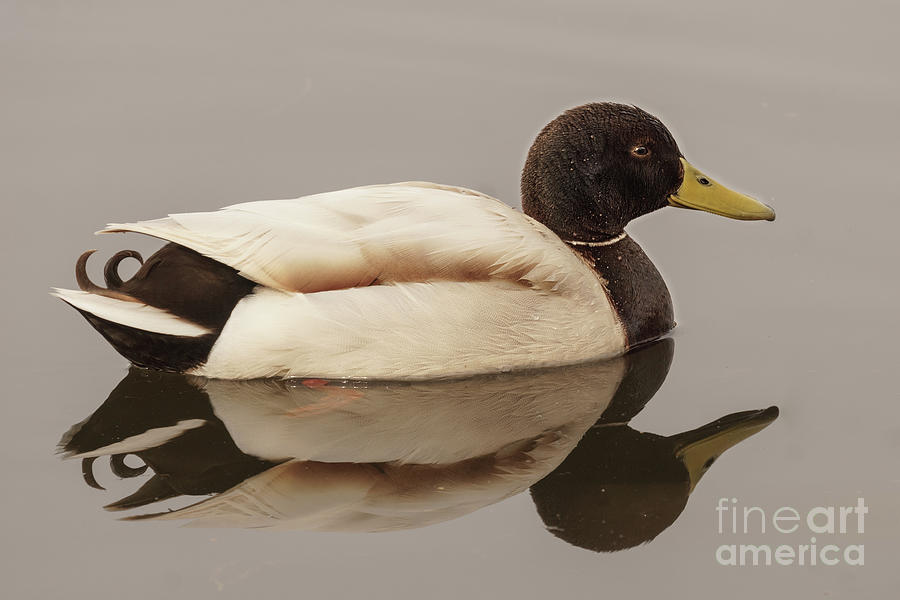 Seattle Photograph - Mallard Duck on a Still Pond by Nancy Gleason