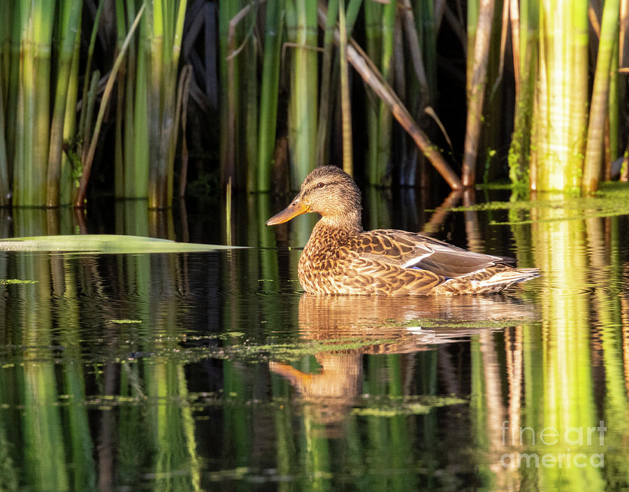 Mallard Duck On Glassy Water Photograph