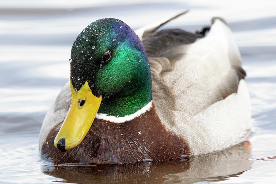 Mallard Duck on the Neuse River of Eastern North Carolina Photograph by Bob Decker