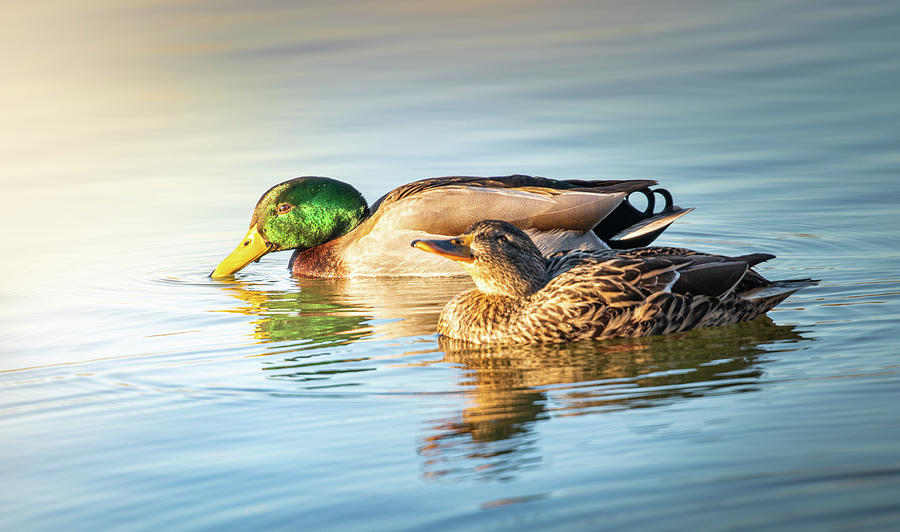 Mallard Duck Pair Photograph by Jordan Hill