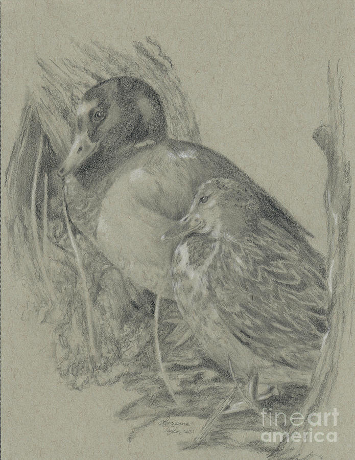 Mallard Duck Pair Drawing by Laurianna Taylor