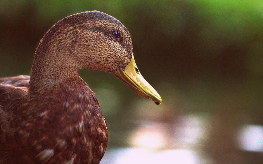 Mallard Duck Portrait Photograph by Joseph Skompski
