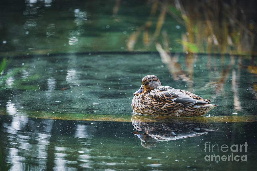 Mallard duck resting in a pond Photograph by Visual Motiv - Pixels