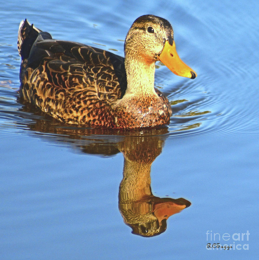 Mallard Duck Photograph by Robert Suggs