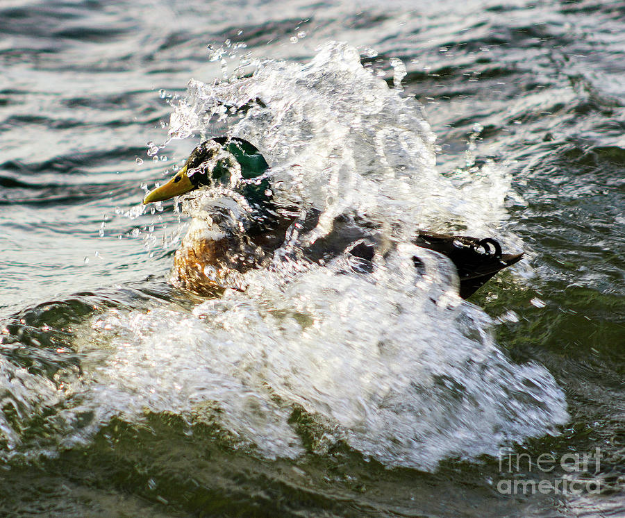 Mallard Duck Shower Photograph by Sea Change Vibes