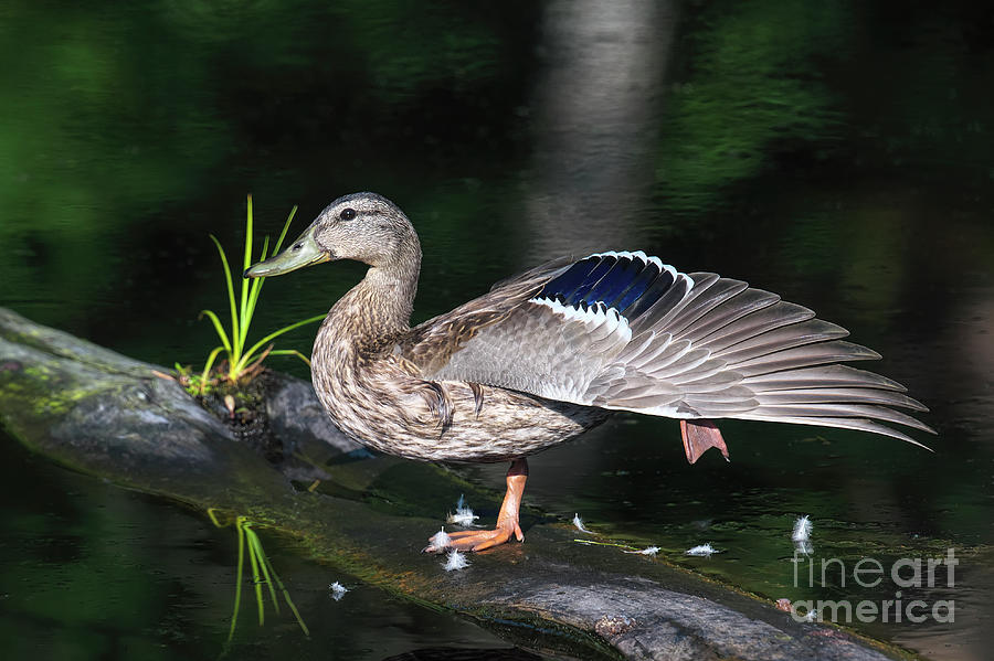 Duck Photograph - Mallard wing stretch by Sharon Talson