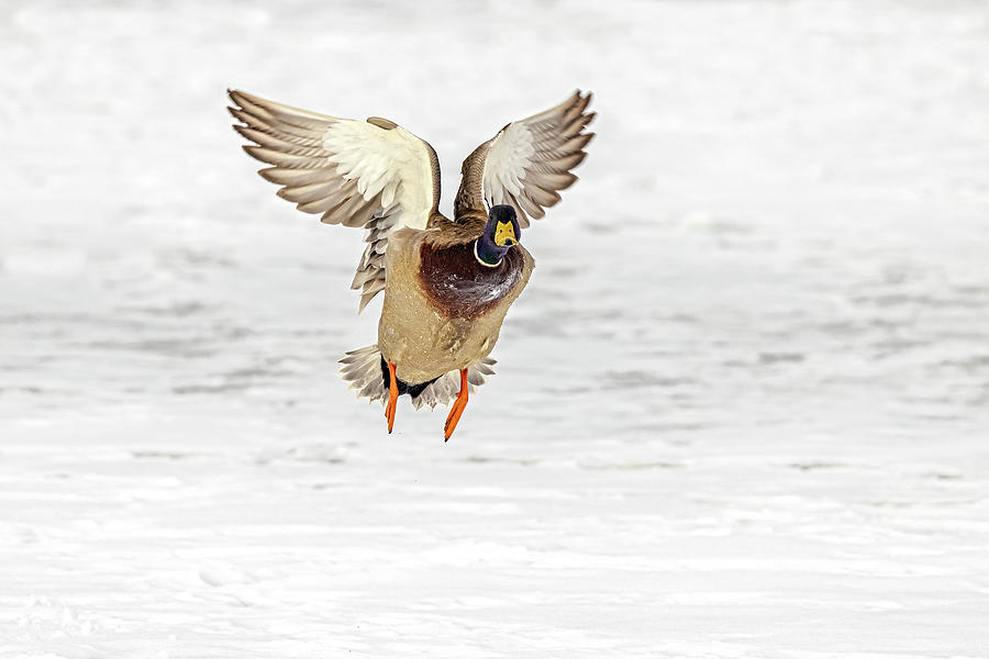 Mallard Duck  Photograph by Susan Candelario