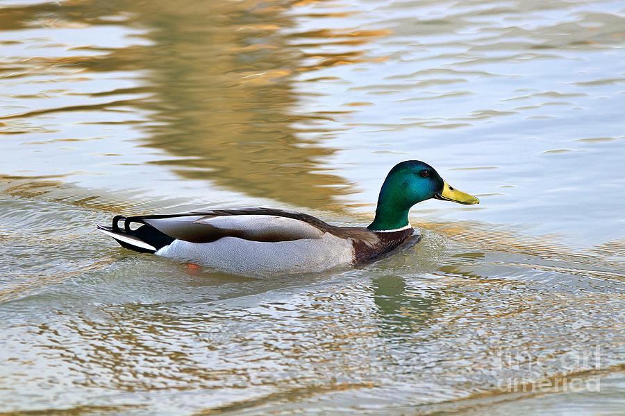 Mallard Duck Swimming in Water Photograph by Yvonne M Smith