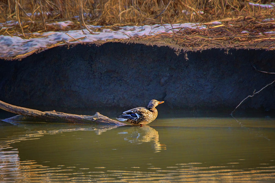 Mallard Duck - Under the Ledge Photograph by Nikolyn McDonald