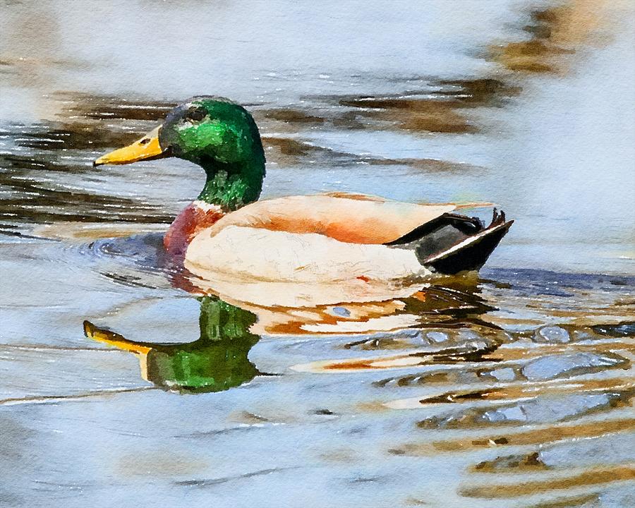 Mallard Duck Watercolor Mixed Media by Susan Rydberg