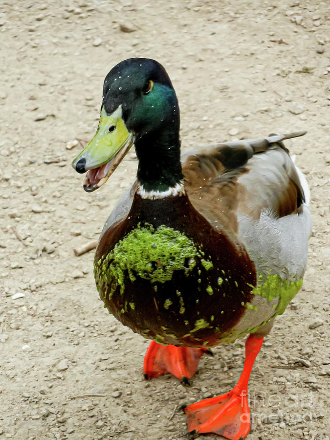 Mallard Duck Wearing Algae From The Pond In Hampshire, Uk Photograph by ...