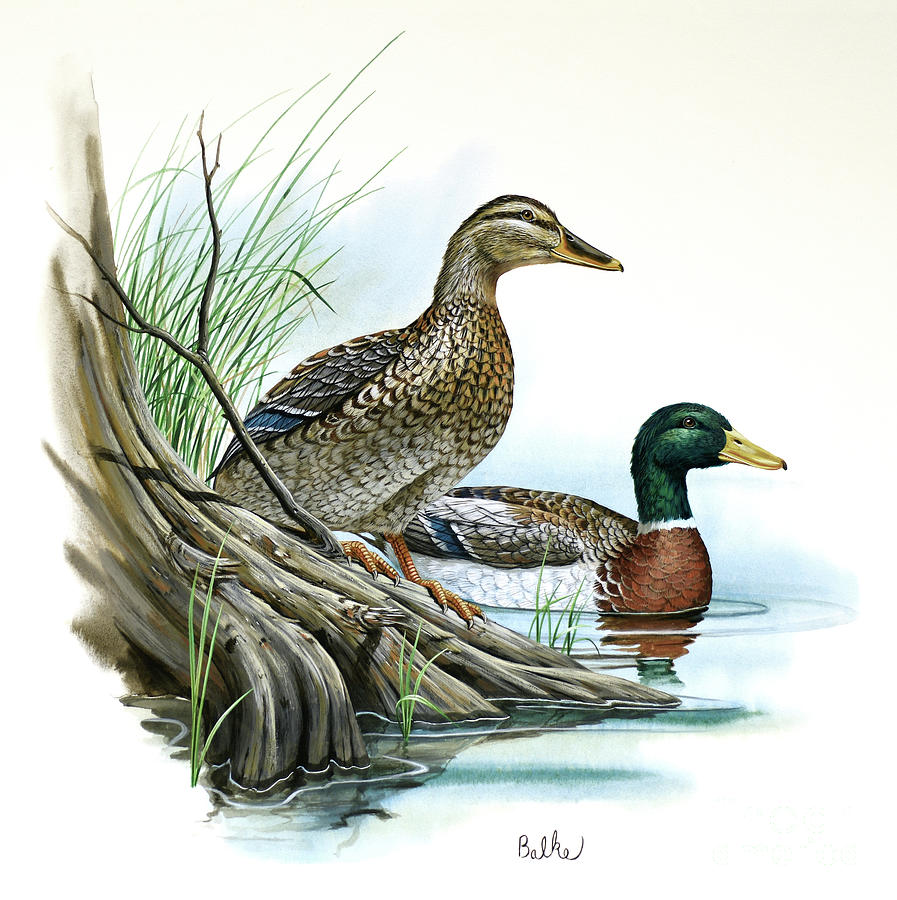 Mallard Duck - Wildlife of Wilderness Painting by Don Balke