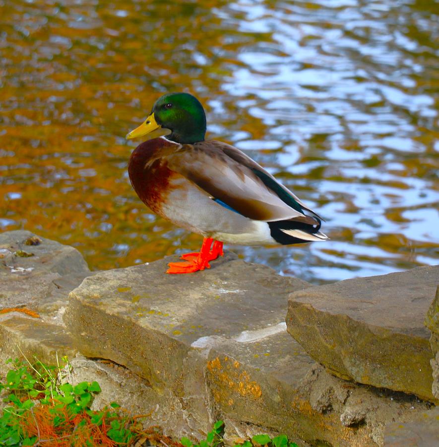 Mallard Duck with Webbed Feet Photograph by Sandra Kent - Fine Art America