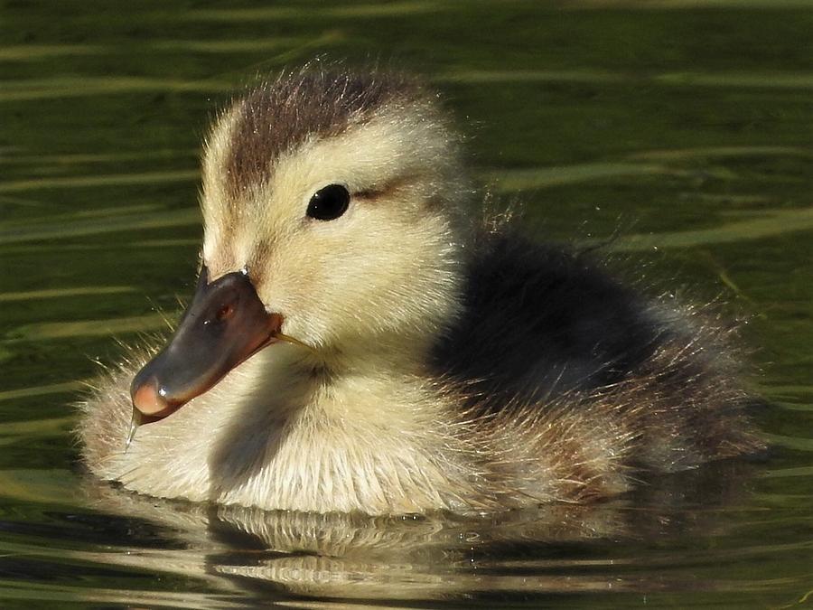 Mallard Duckling Photograph by Bernardo Guzman - Fine Art America