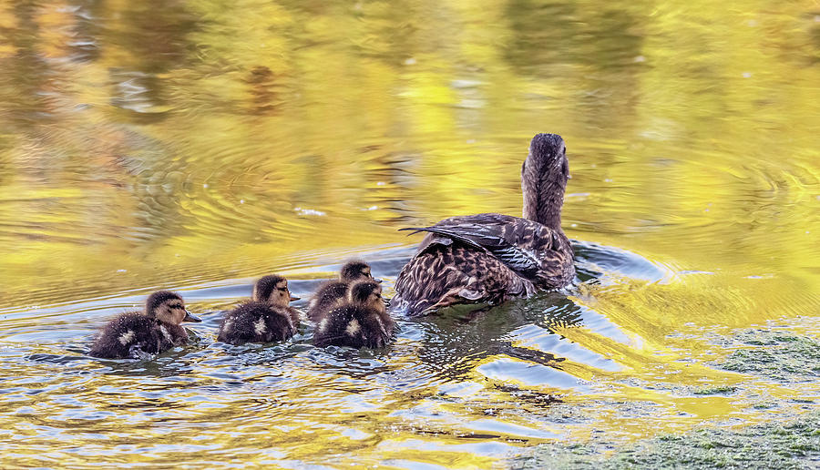 Mallard Ducklings and Adult 6452-042921-2 Photograph by Tam Ryan