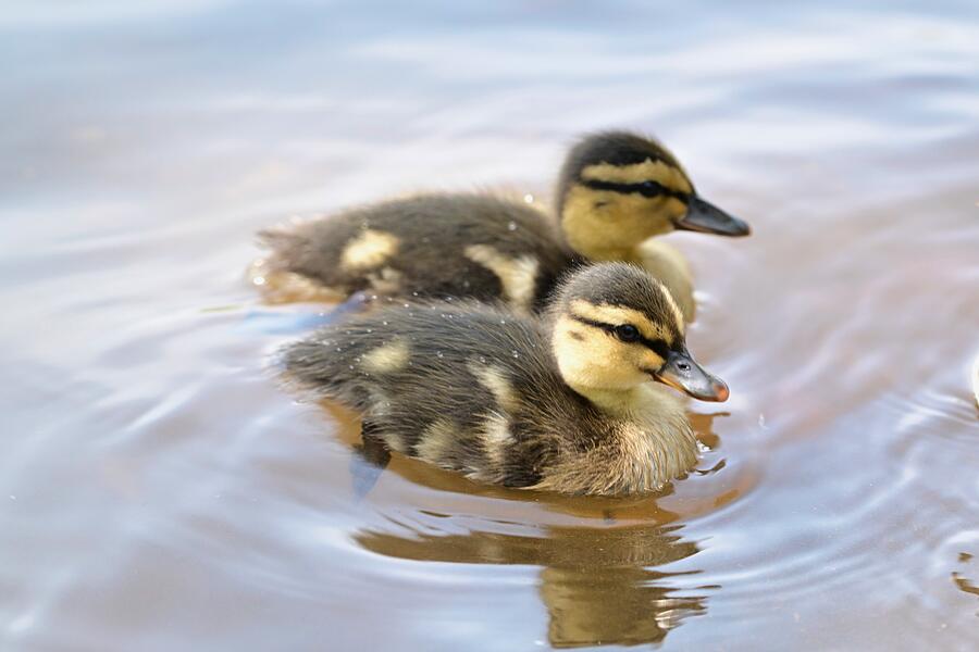 Mallard Ducklings Photograph by Lisa R Cameron - Fine Art America