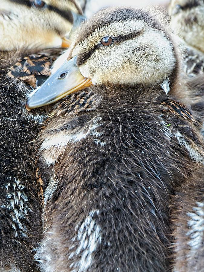 Mallard Ducklings, Madison, Wisconsin 2 Photograph by Steven Ralser