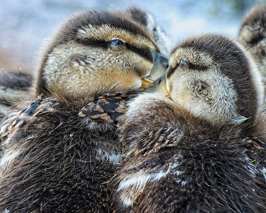 Mallard Ducklings, Madison, Wisconsin 3 Photograph by Steven Ralser