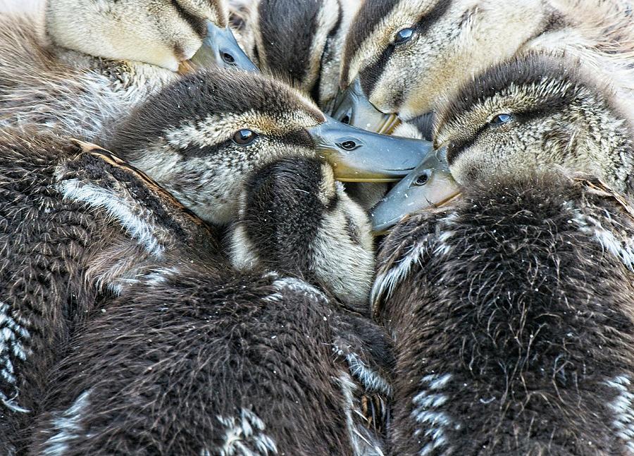 Mallard Ducklings, Madison, Wisconsin Photograph by Steven Ralser