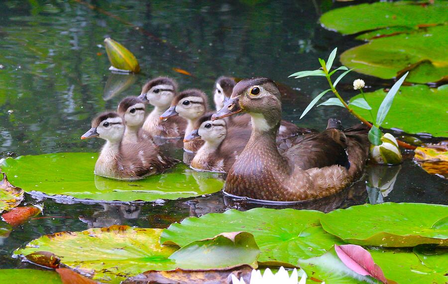 Wood Duck Ducklings Photograph by Sandy Zanko - Fine Art America