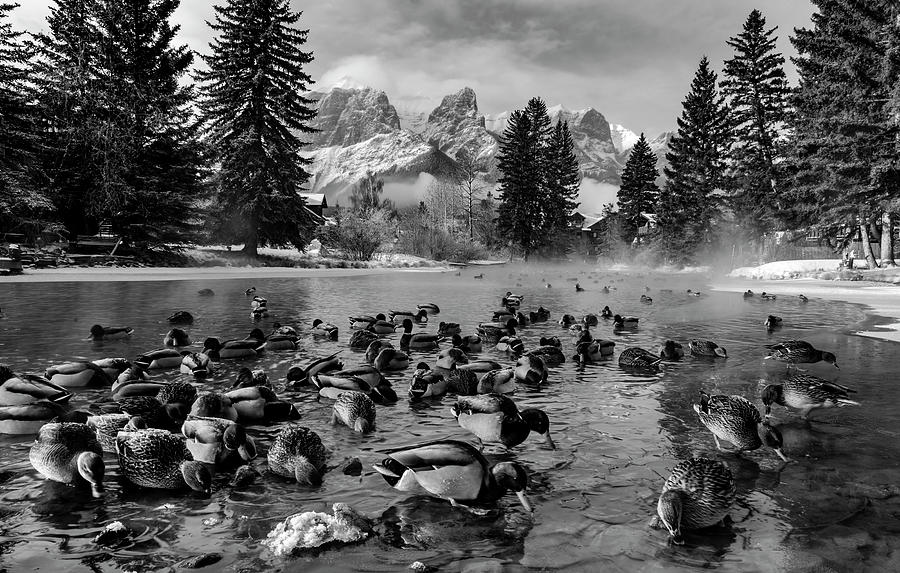 Mallard ducks, Anas platyrhynchos, and Mount Rundle, Spring Creek, Canmore, Alberta, Canada Photograph by Panoramic Images