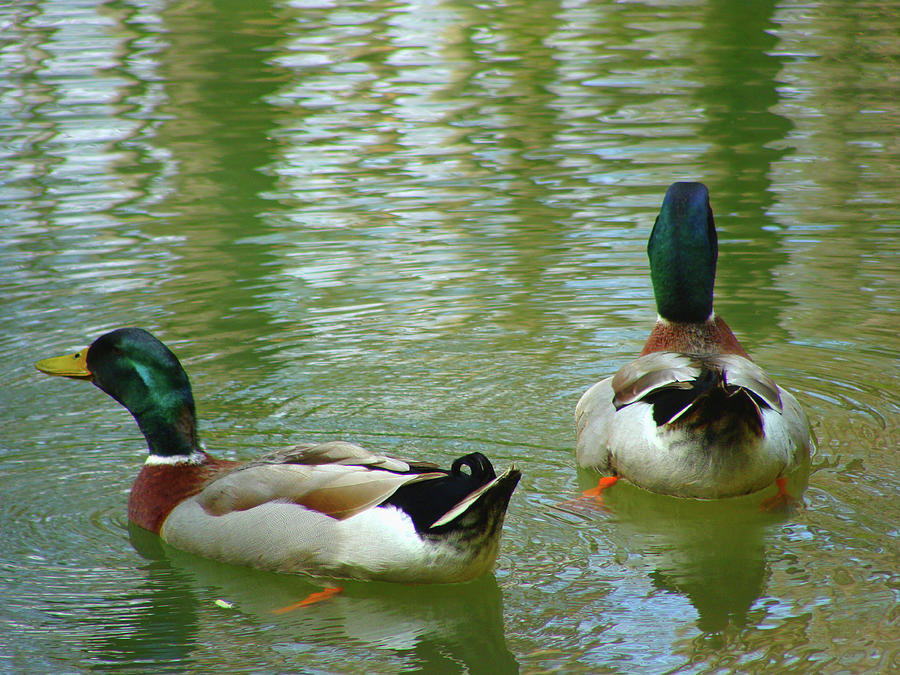 Mallard Ducks Photograph by Anthony Seeker