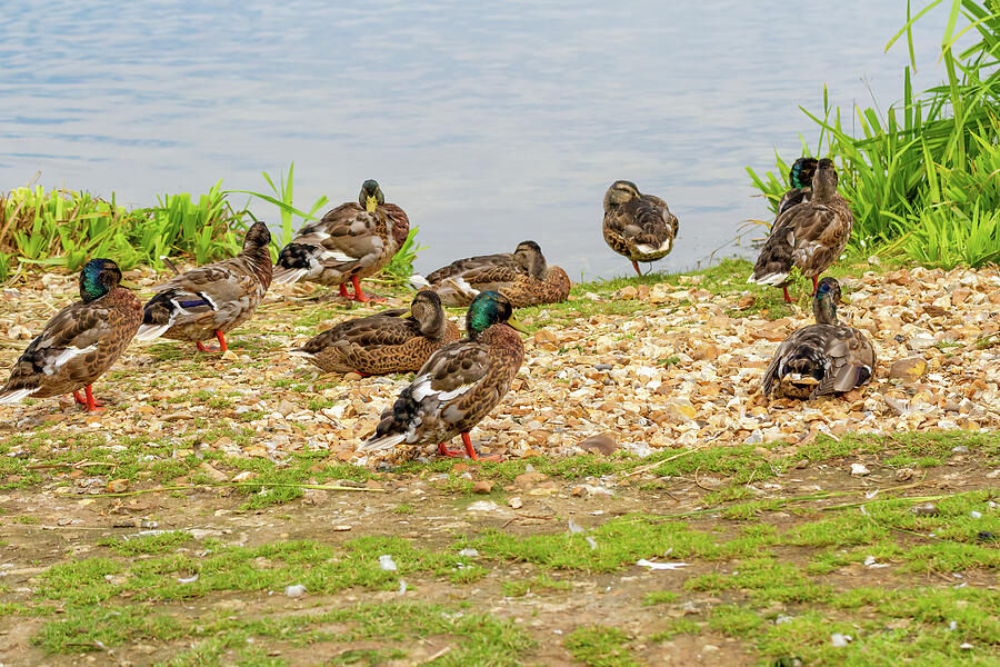 Mallard Ducks Beside A Lake Photograph by Tanya C Smith