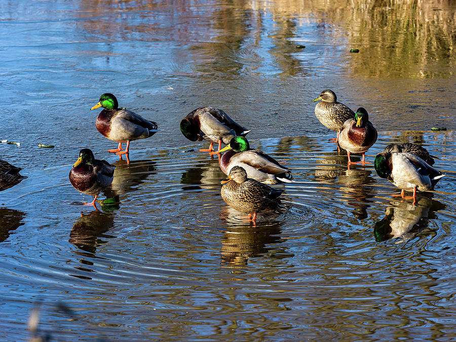 Mallard ducks chilling out Photograph by Louis Dallara