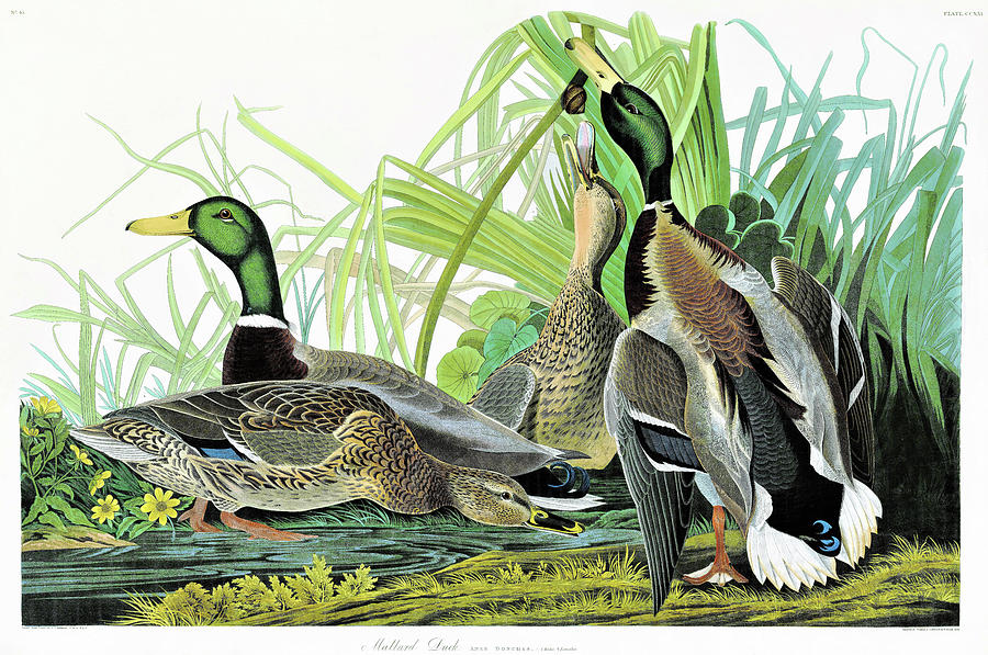 Mallard Ducks - Digital Remastered Edition Painting by John James ...