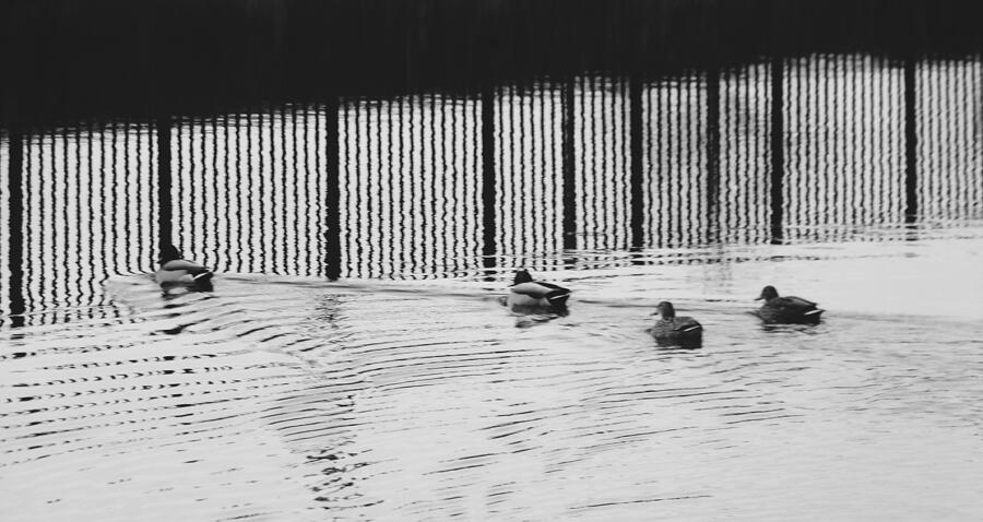 Winter Photograph - Mallard Ducks Entering River Reflections      St. Joseph River     Indiana   Winter by Rory Cubel