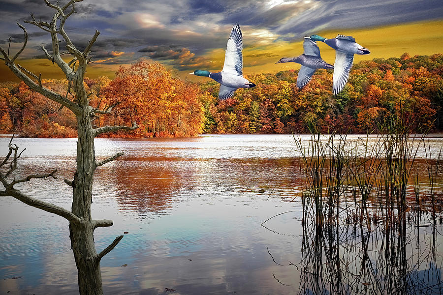 Mallard Ducks Flying over an Inland Lake in Autumn Photograph by Randall Nyhof