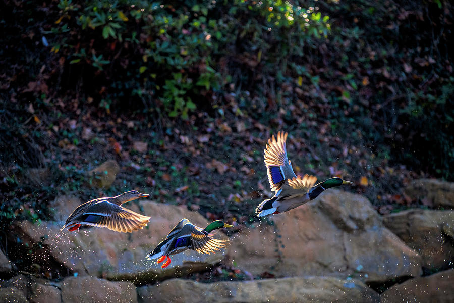 Mallard ducks flying to get away from the area Photograph by Dan Friend