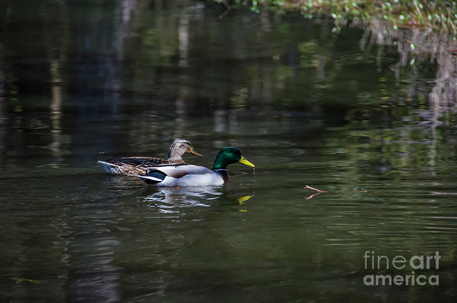 Mallard Ducks - Lowcountry Pond Photograph