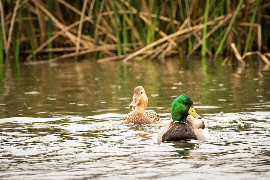 Mallard Ducks Photograph by Mike Fusaro