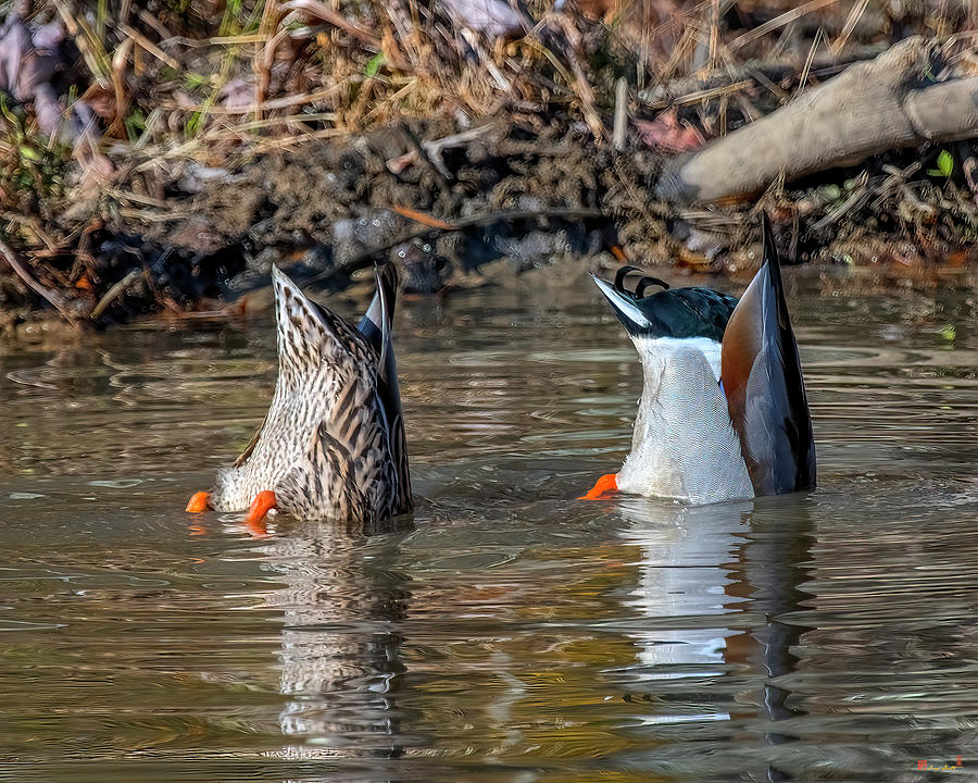 Mallard Ducks Pair Bottoms Up DWF0245 Photograph by Gerry Gantt