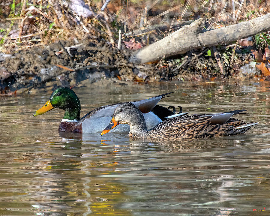Mallard Ducks Pair DWF0244 Photograph by Gerry Gantt