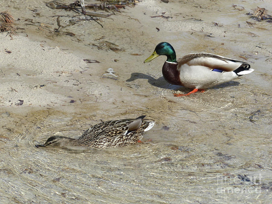 Mallard ducks - Rio Masso Photograph by Phil Banks
