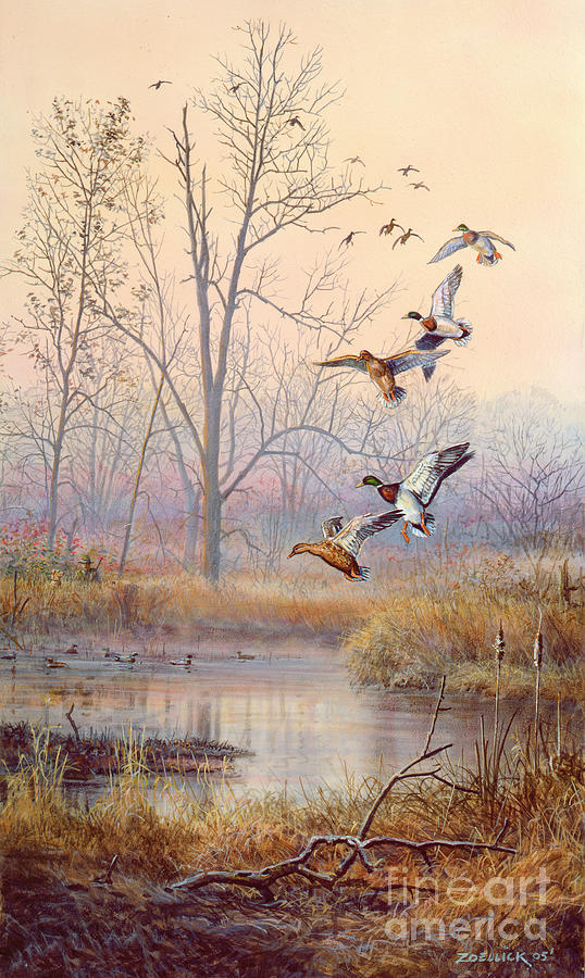 Wildlife Painting - Mallard Ducks by Scott Zoellick